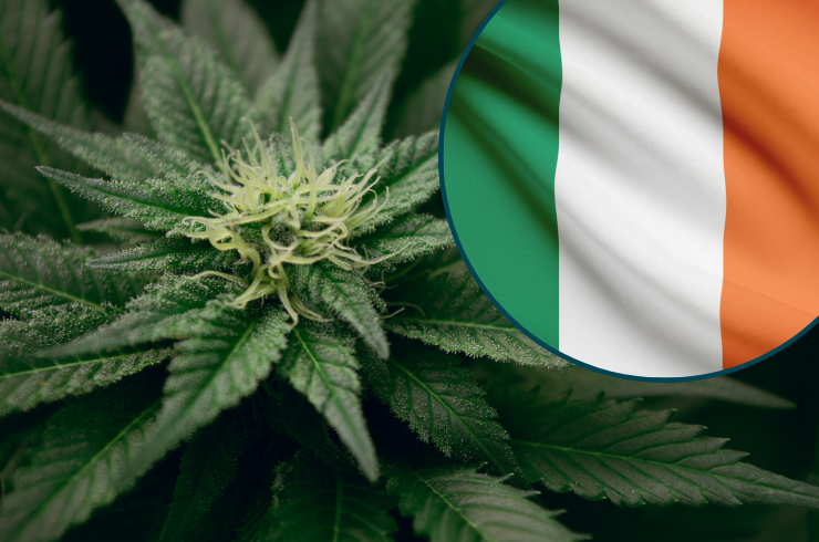 How to Choose the Right Cannabis Strain in Ireland